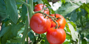 Veg & Salad Plants