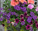 Pre-Planted Pots & Hanging Baskets